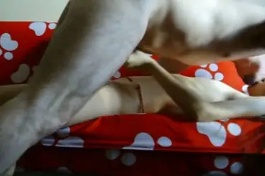 Bokep ABG Bispak Jakarta Di Hotel Bintang Lima